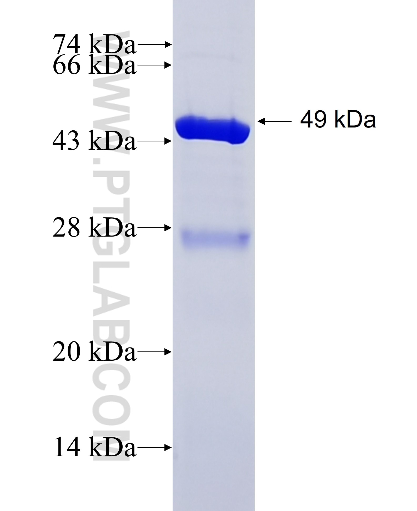 ATP5O fusion protein Ag1458 SDS-PAGE