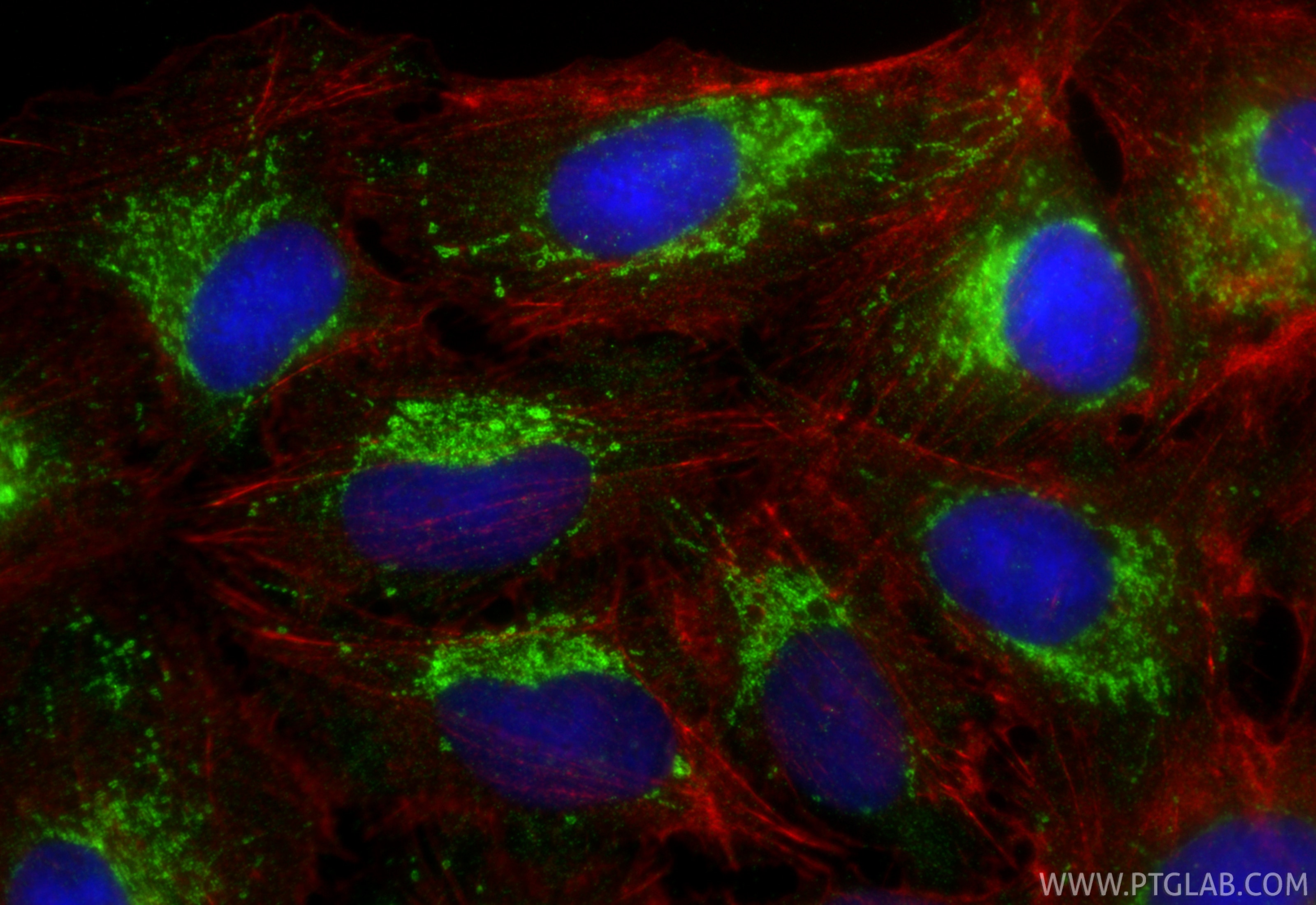 Immunofluorescence (IF) / fluorescent staining of U2OS cells using ATP5S Polyclonal antibody (16335-1-AP)