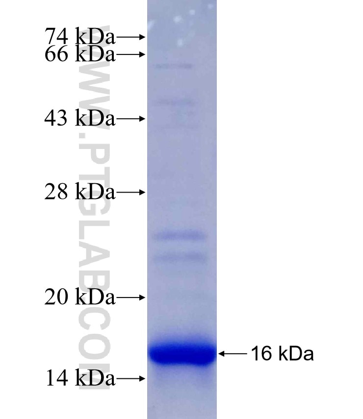 ATP5S fusion protein Ag30122 SDS-PAGE