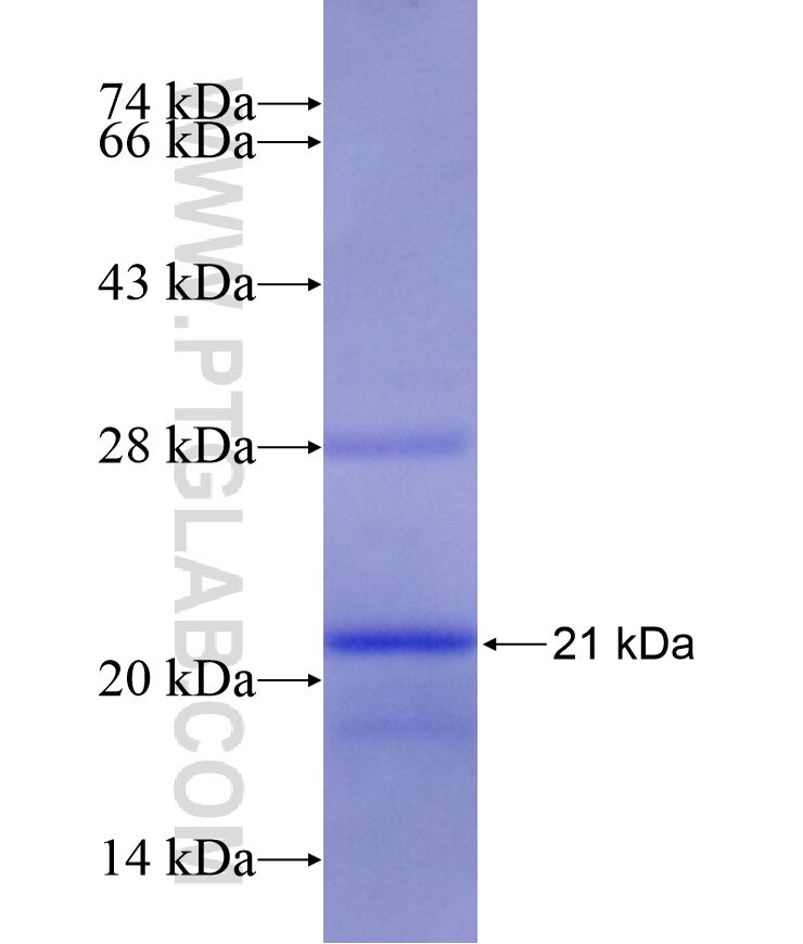 ATP5S fusion protein Ag9464 SDS-PAGE