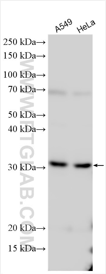 Western Blot (WB) analysis of various lysates using ATP5SL Polyclonal antibody (23866-1-AP)