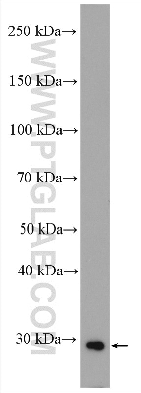 Western Blot (WB) analysis of C2C12 cells using ATP6 Polyclonal antibody (55313-1-AP)