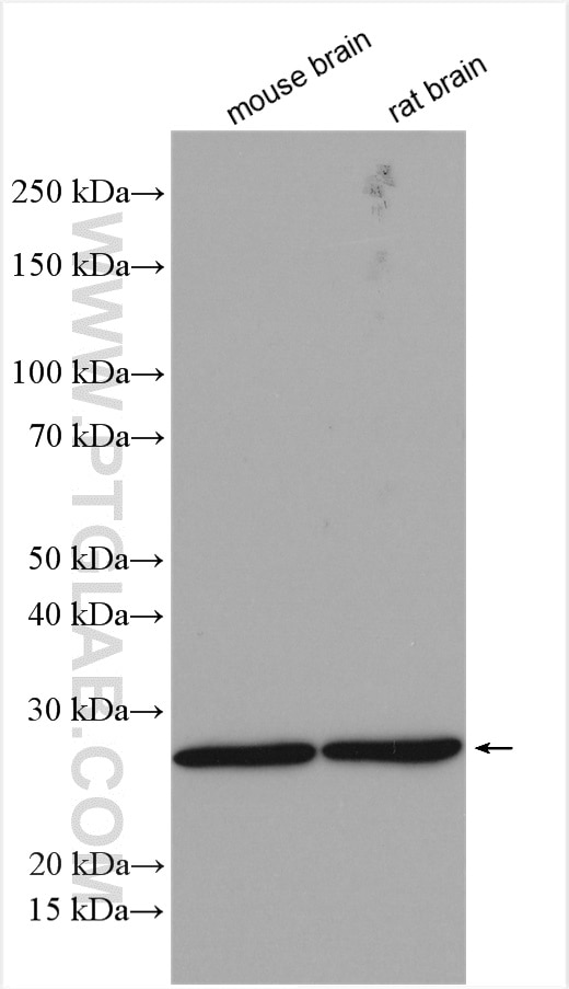 Western Blot (WB) analysis of various lysates using ATP6 Polyclonal antibody (55313-1-AP)