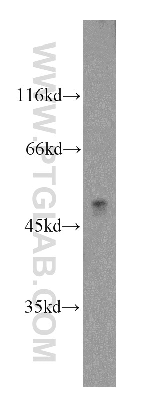 Western Blot (WB) analysis of HepG2 cells using ATP6AP1 Polyclonal antibody (15305-1-AP)