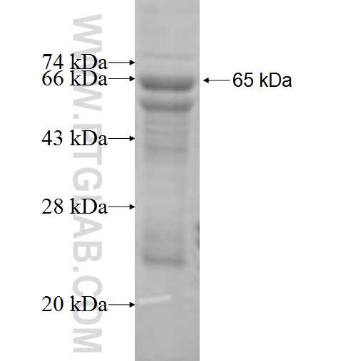 ATP6AP1 fusion protein Ag7260 SDS-PAGE