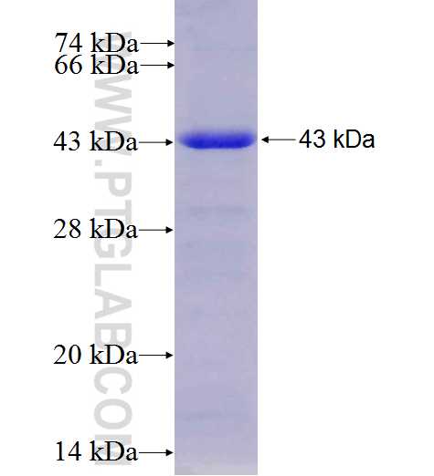 ATP6AP1 fusion protein Ag7859 SDS-PAGE