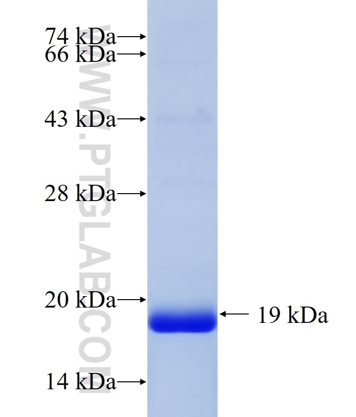 ATP6V0C fusion protein Ag25797 SDS-PAGE