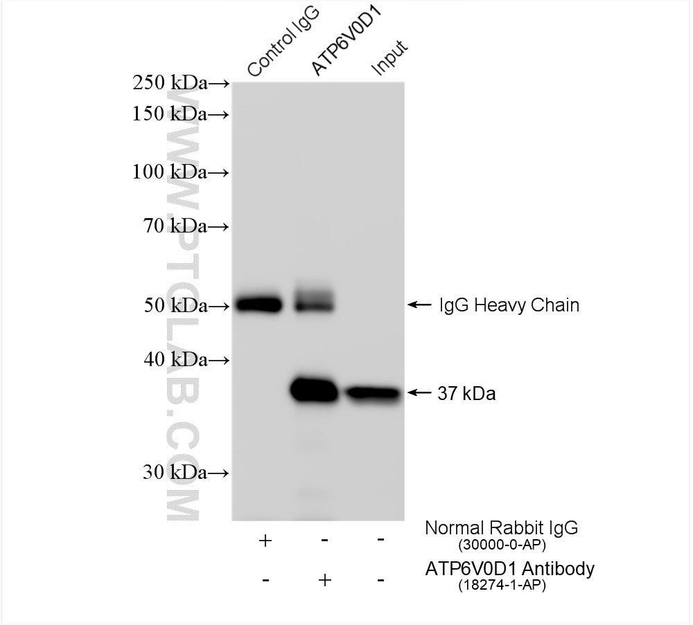 Immunoprecipitation (IP) experiment of mouse testis tissue using ATP6V0D1 Polyclonal antibody (18274-1-AP)