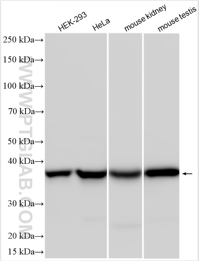 Western Blot (WB) analysis of various lysates using ATP6V0D1 Polyclonal antibody (18274-1-AP)