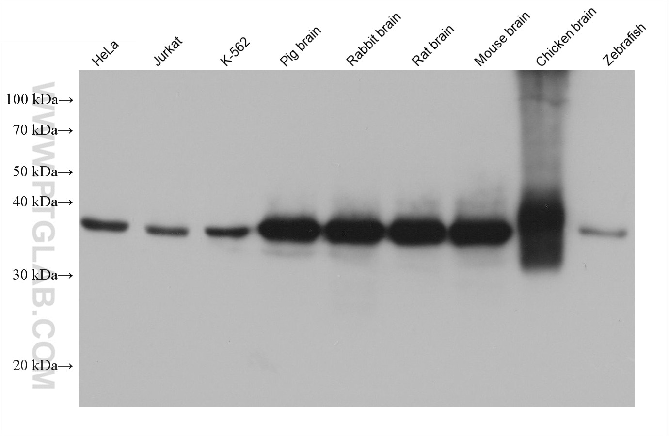 Western Blot (WB) analysis of various lysates using ATP6V0D1 Monoclonal antibody (68506-1-Ig)