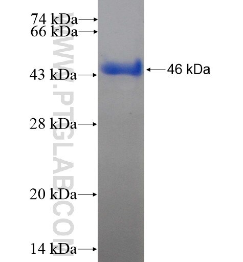 ATP6V0D1 fusion protein Ag13012 SDS-PAGE