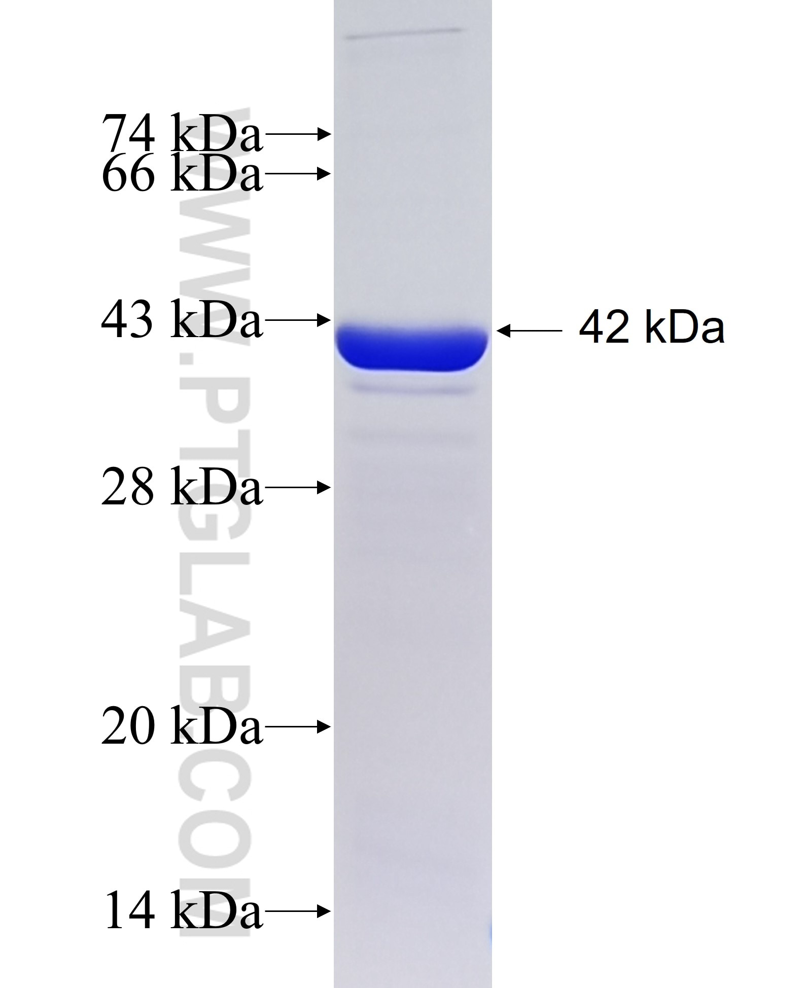 ATP6V0D1 fusion protein Ag13012 SDS-PAGE