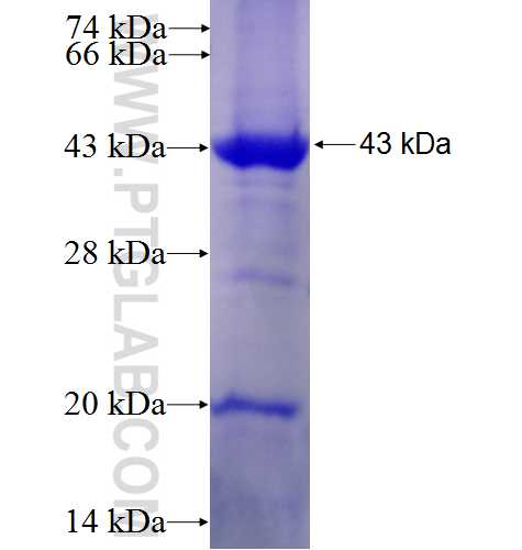 ATP6V0D2 fusion protein Ag6093 SDS-PAGE
