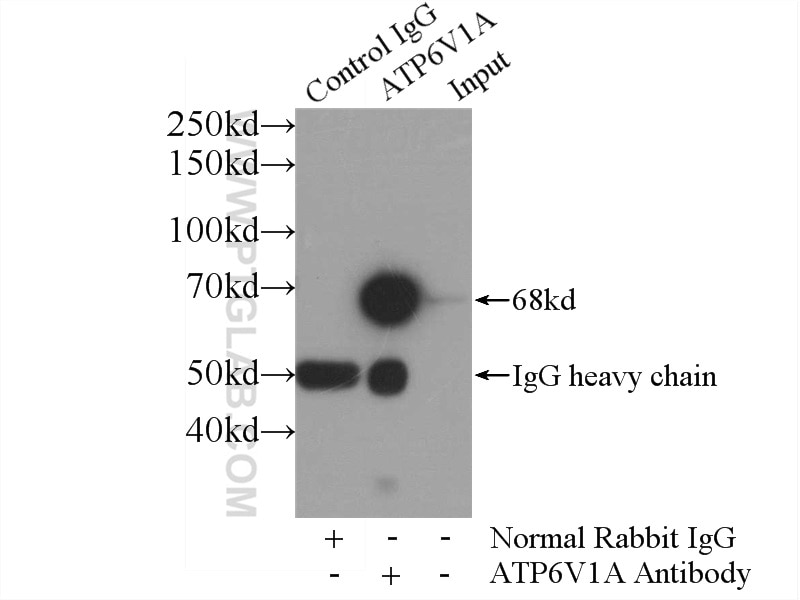 Immunoprecipitation (IP) experiment of HeLa cells using ATP6V1A Polyclonal antibody (17115-1-AP)