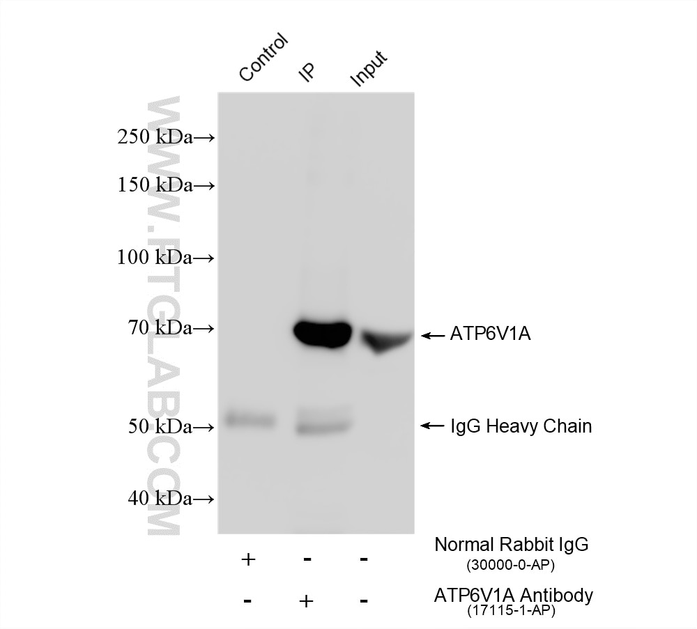 IP result of anti-ATP6V1A (IP:17115-1-AP, 4ug; Detection:17115-1-AP 1:10000) with RAW 264.7 cells lysate 1680 ug. Immunoprecipitation (IP) experiment of RAW 264.7 cells using ATP6V1A Polyclonal antibody (17115-1-AP)