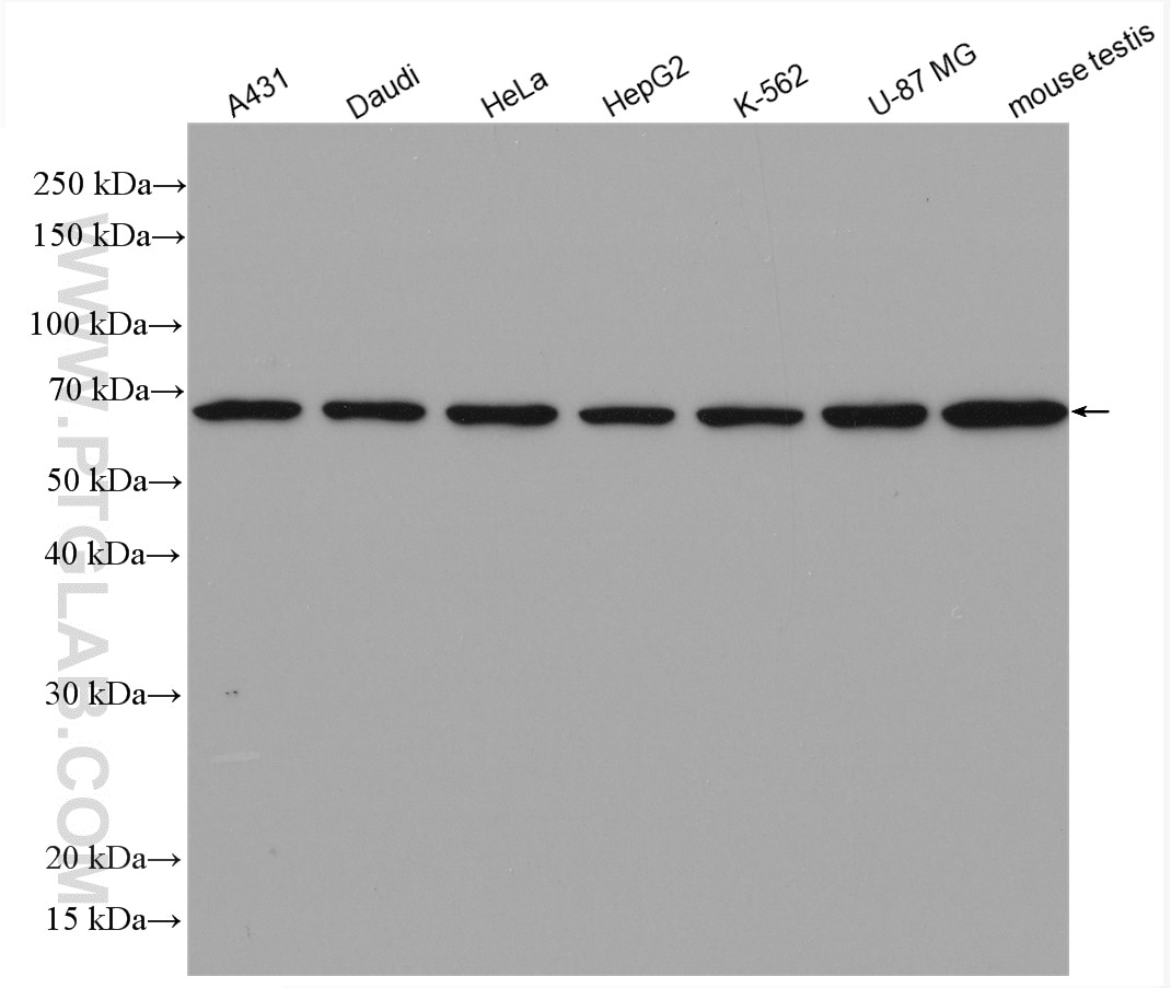 Western Blot (WB) analysis of various lysates using ATP6V1A Polyclonal antibody (17115-1-AP)
