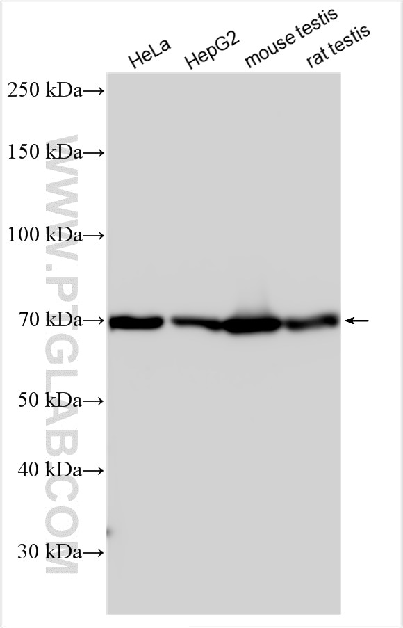 Western Blot (WB) analysis of various lysates using ATP6V1A Polyclonal antibody (17115-1-AP)