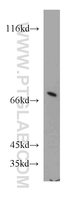 Western Blot (WB) analysis of HEK-293 cells using ATP6V1A Polyclonal antibody (51152-1-AP)