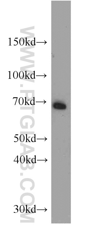 Western Blot (WB) analysis of mouse kidney tissue using ATP6V1A Polyclonal antibody (51152-1-AP)