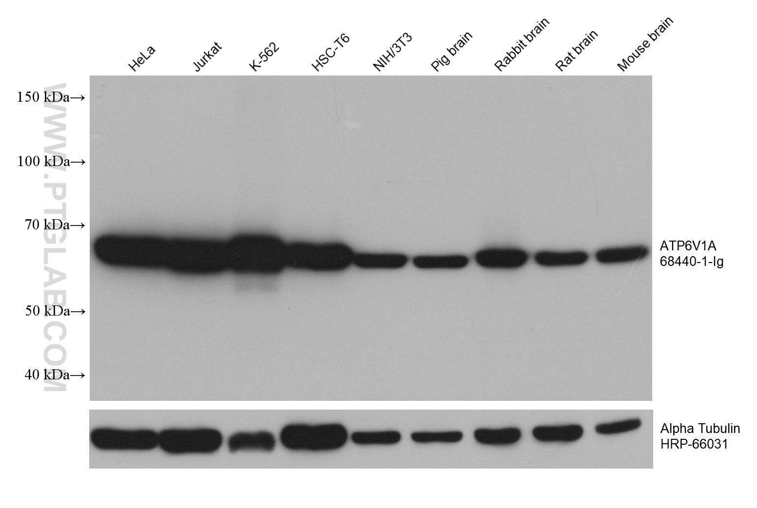 Western Blot (WB) analysis of various lysates using ATP6V1A Monoclonal antibody (68440-1-Ig)