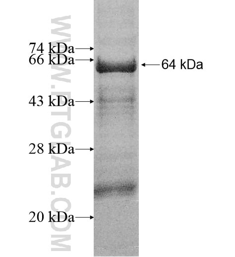ATP6V1A fusion protein Ag10801 SDS-PAGE