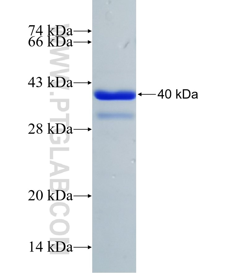 ATP6V1A fusion protein Ag10820 SDS-PAGE