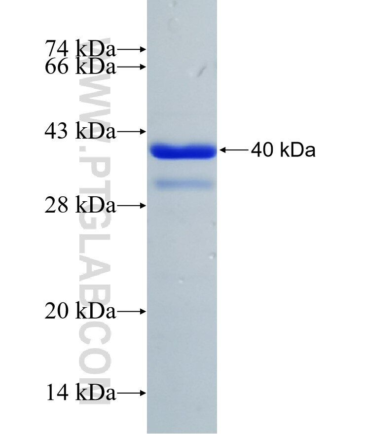 ATP6V1A fusion protein Ag10820 SDS-PAGE