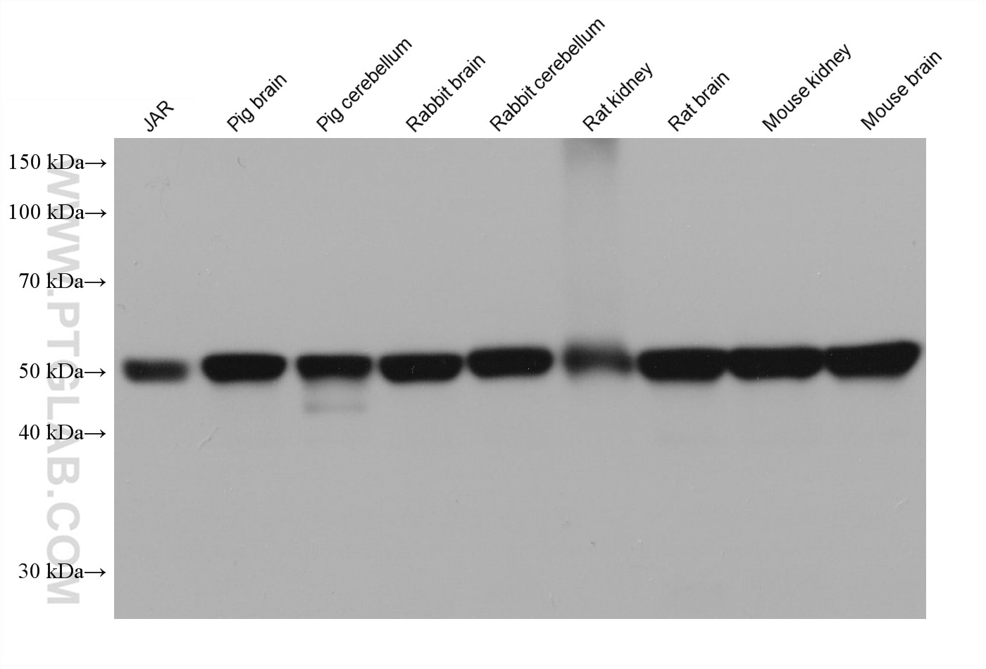 Western Blot (WB) analysis of various lysates using ATP6V1B1 Monoclonal antibody (68219-1-Ig)