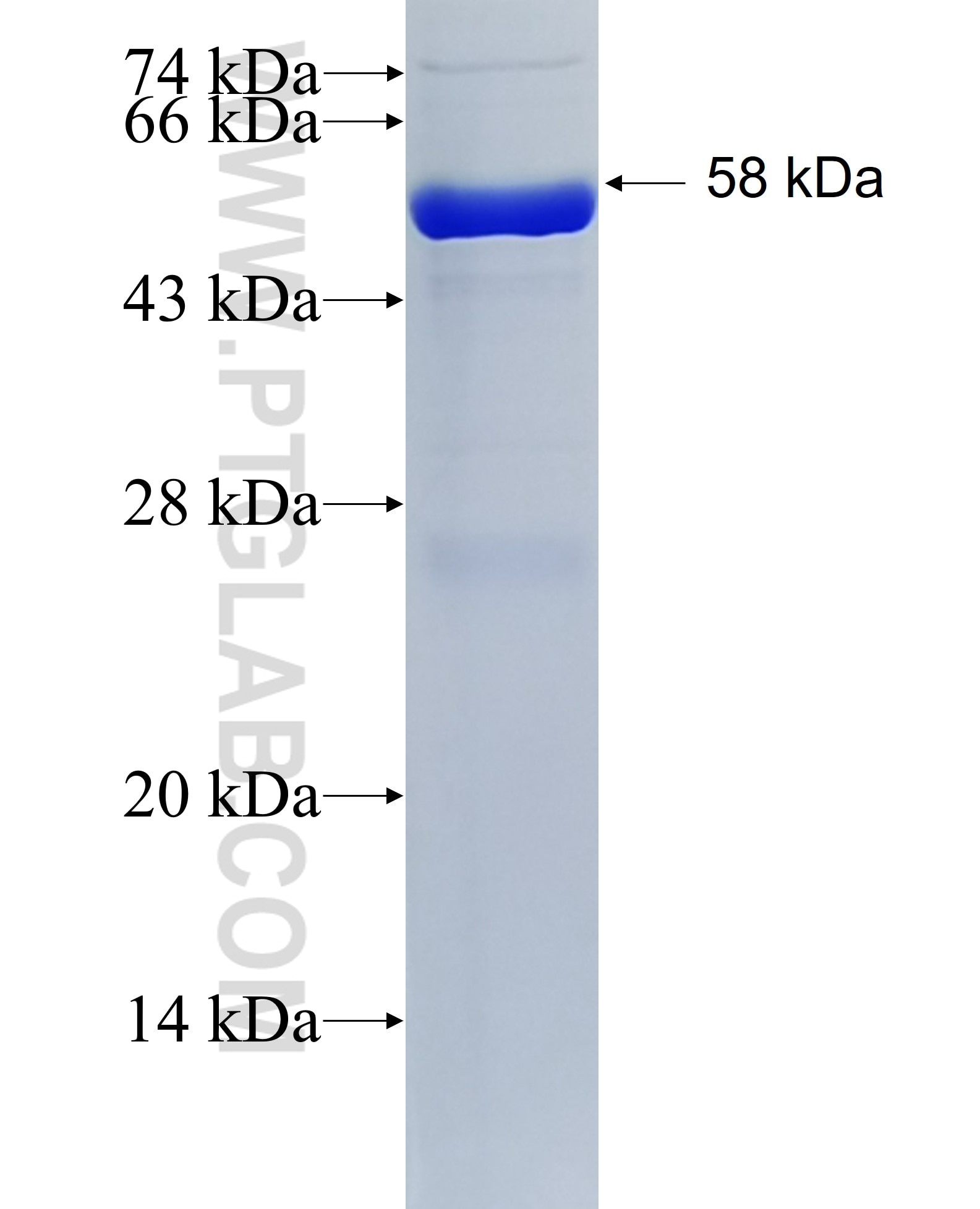 ATP6V1B1 fusion protein Ag6332 SDS-PAGE