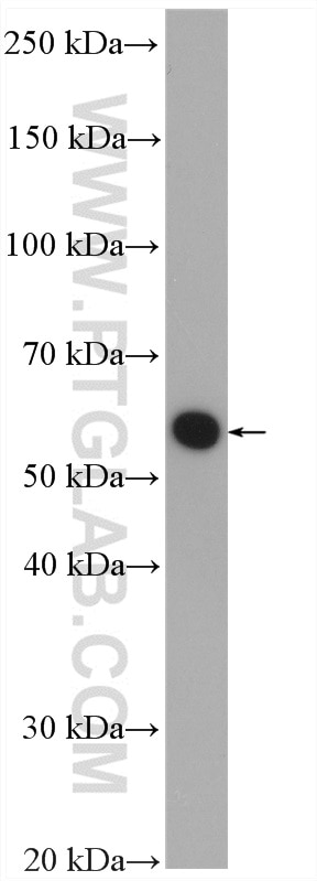 Western Blot (WB) analysis of mouse heart tissue using ATP6V1B2 Polyclonal antibody (15097-1-AP)