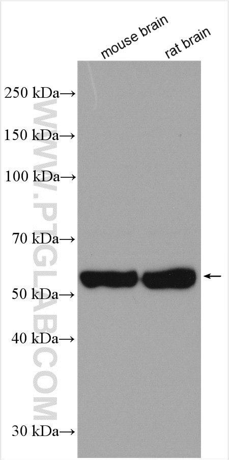 Western Blot (WB) analysis of various lysates using ATP6V1B2 Polyclonal antibody (15097-1-AP)