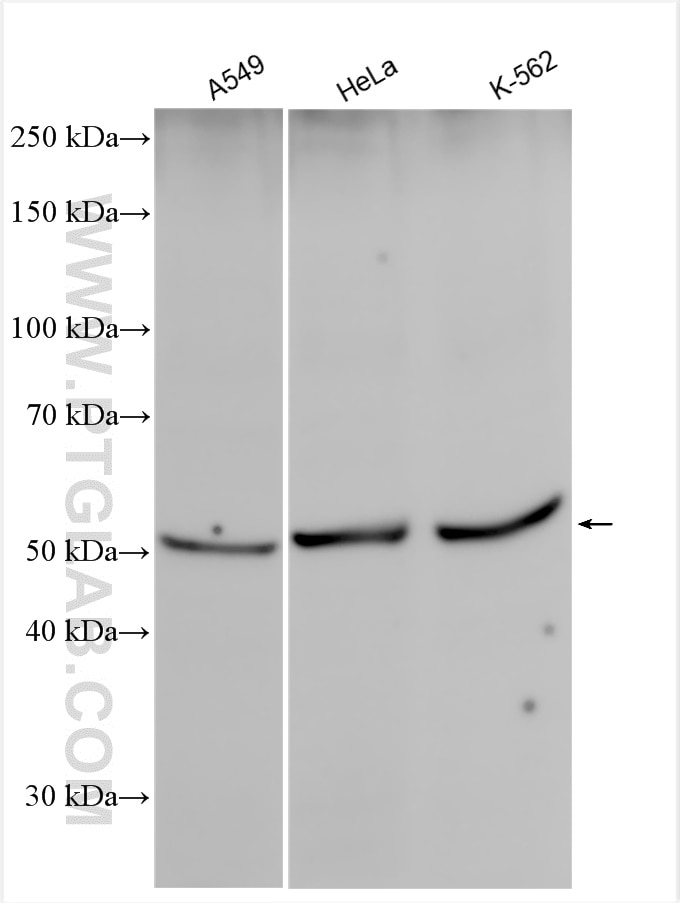 Western Blot (WB) analysis of various lysates using ATP6V1B2 Polyclonal antibody (15097-1-AP)