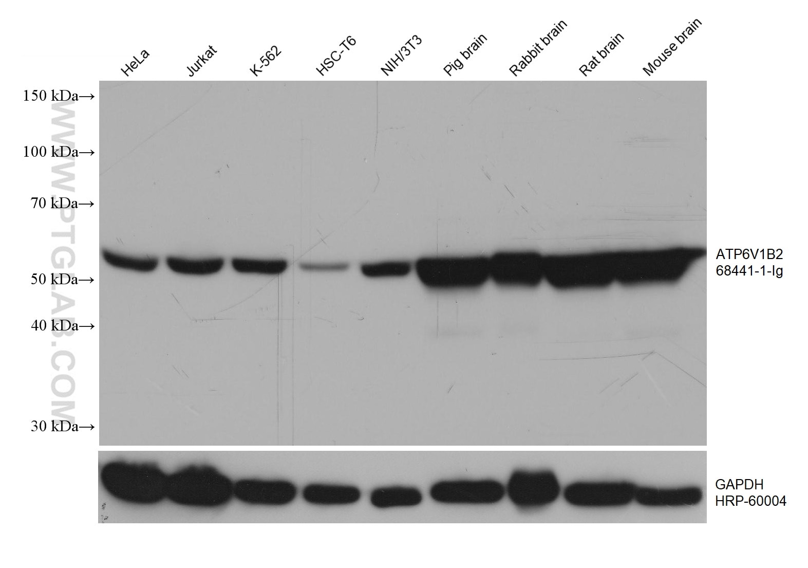 Western Blot (WB) analysis of various lysates using ATP6V1B2 Monoclonal antibody (68441-1-Ig)