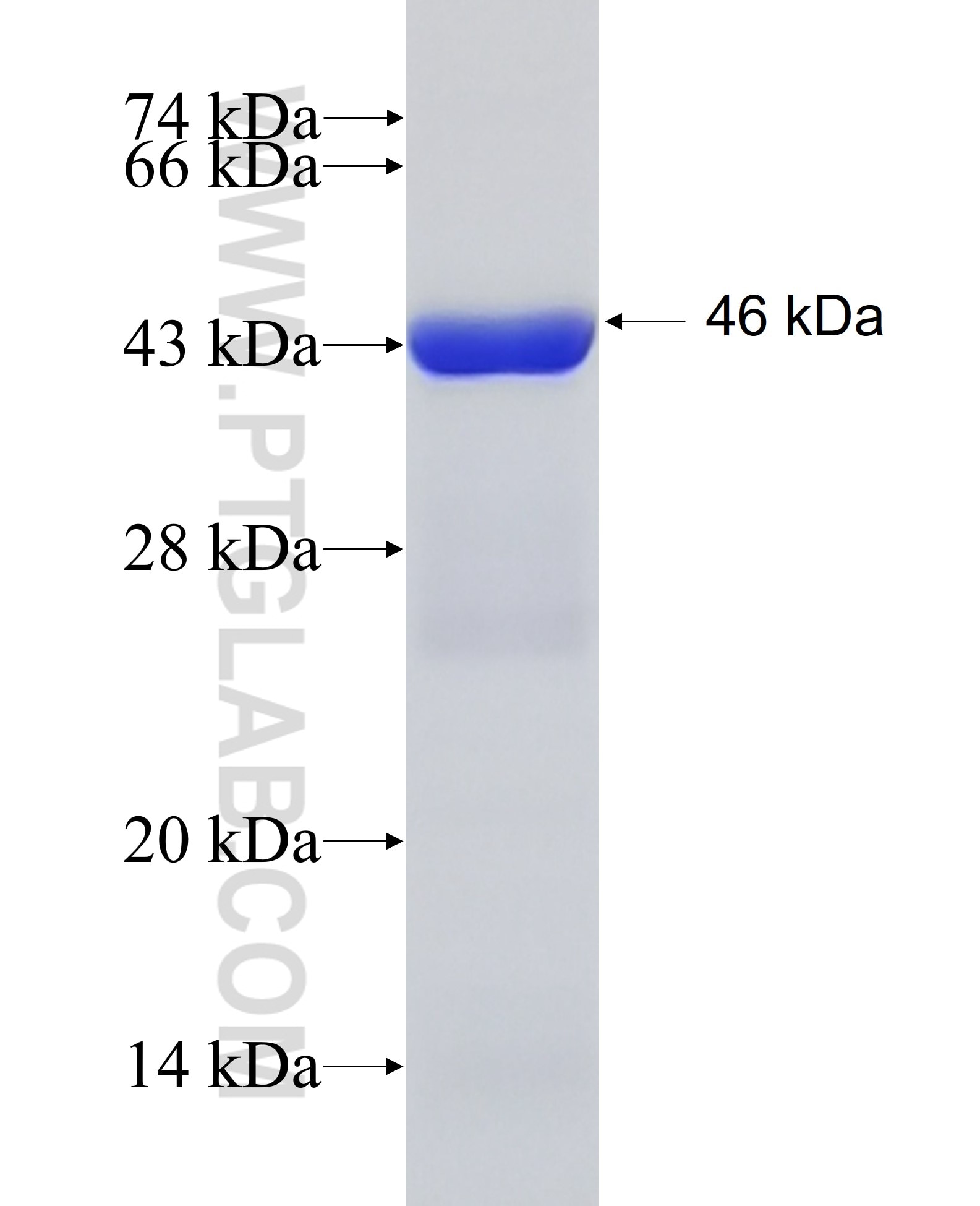 ATP6V1B2 fusion protein Ag7265 SDS-PAGE