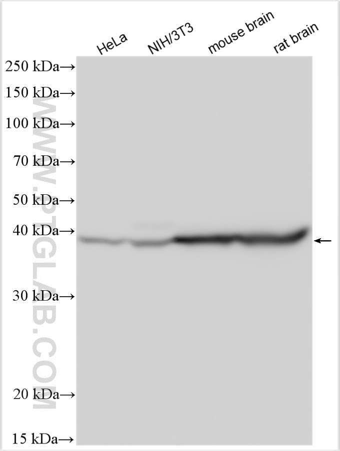 Western Blot (WB) analysis of various lysates using ATP6V1C1 Polyclonal antibody (16054-1-AP)