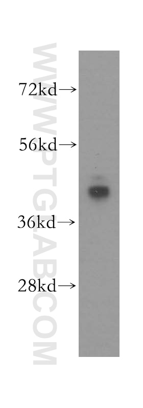Western Blot (WB) analysis of NIH/3T3 cells using ATP6V1C1 Polyclonal antibody (16054-1-AP)
