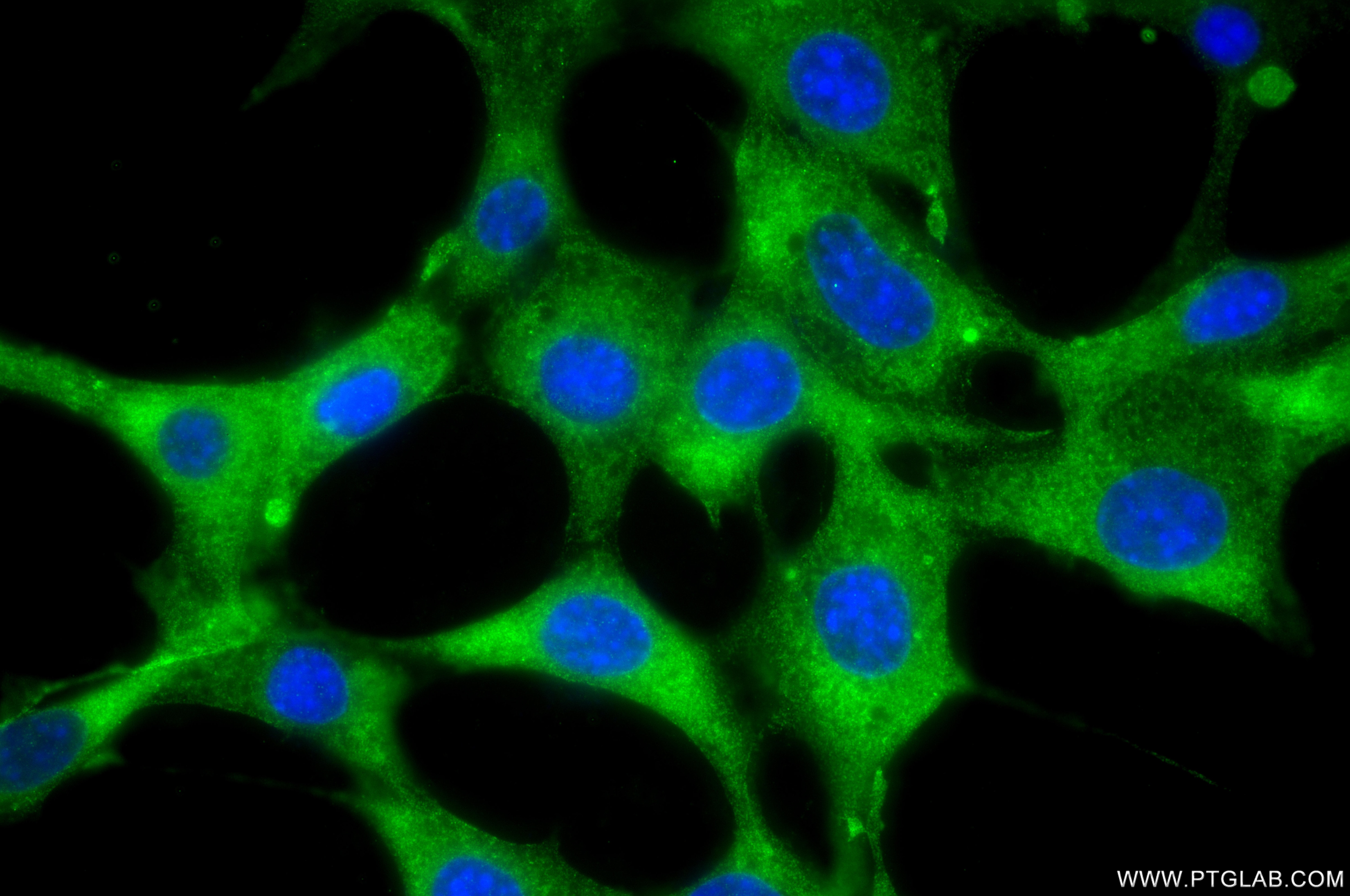 Immunofluorescence (IF) / fluorescent staining of NIH/3T3 cells using ATP6V1C1 Recombinant monoclonal antibody (86345-2-RR)