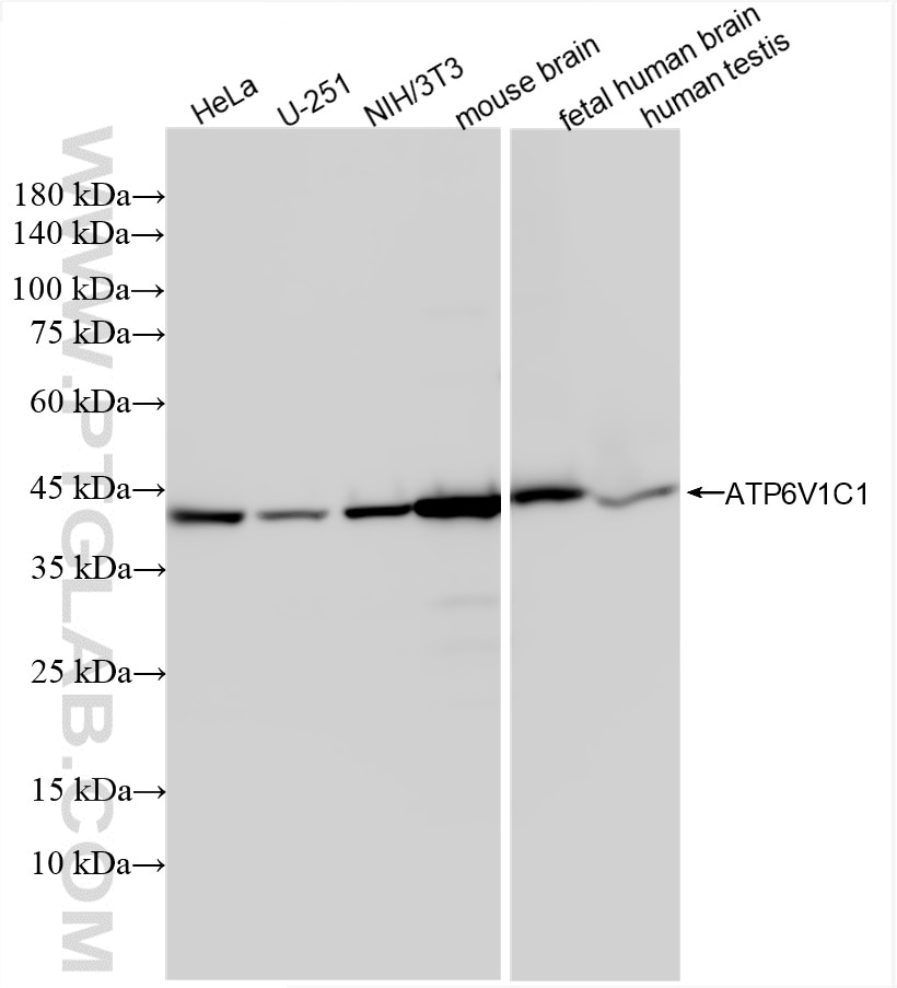 Western Blot (WB) analysis of various lysates using ATP6V1C1 Recombinant antibody (86345-2-RR)