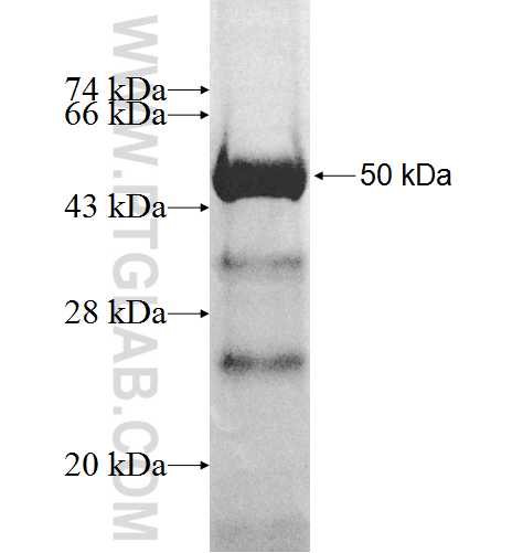 ATP6V1C1 fusion protein Ag8996 SDS-PAGE