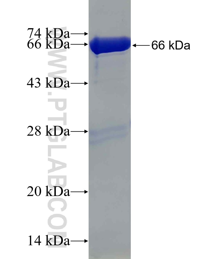 ATP6V1C1 fusion protein Ag9020 SDS-PAGE