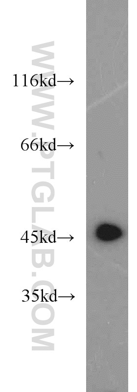 Western Blot (WB) analysis of mouse kidney tissue using ATP6V1C2 Polyclonal antibody (16274-1-AP)
