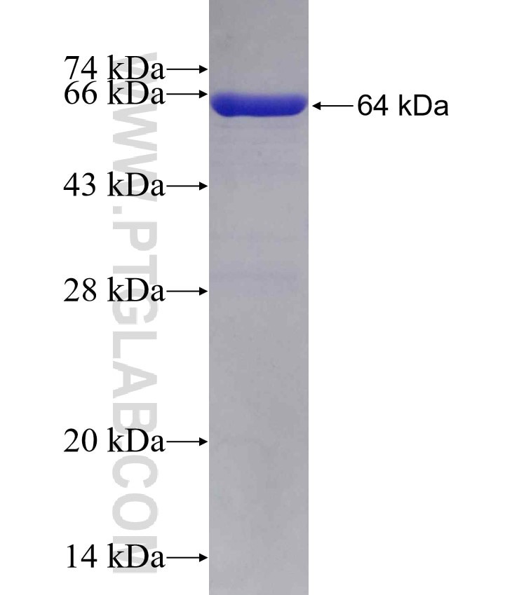 ATP6V1C2 fusion protein Ag9349 SDS-PAGE