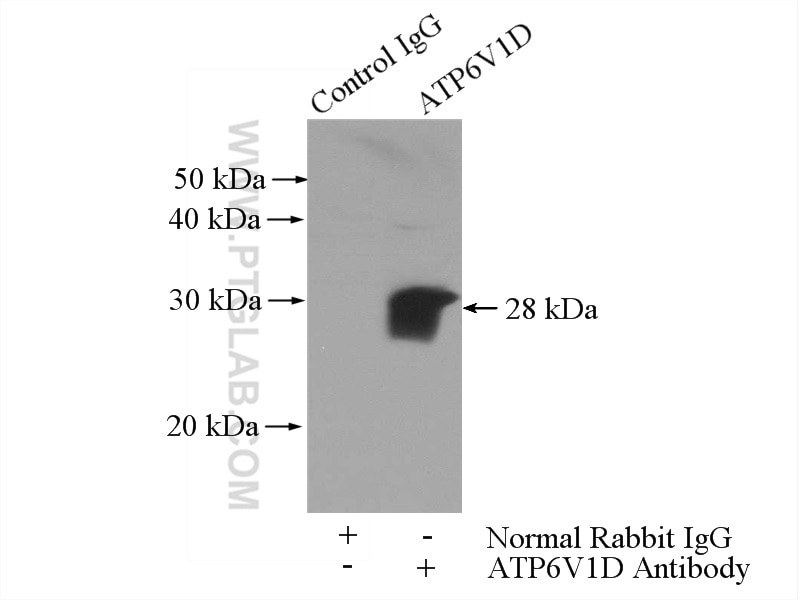 Immunoprecipitation (IP) experiment of mouse lung tissue using ATP6V1D Polyclonal antibody (14920-1-AP)