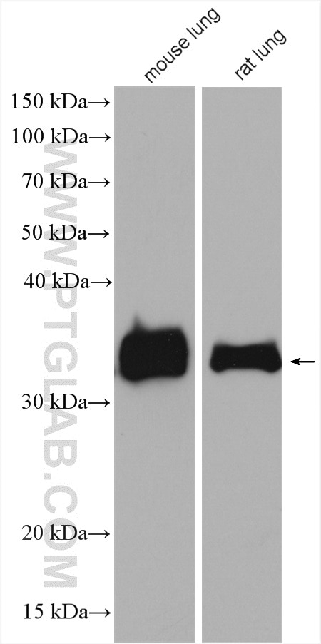 Western Blot (WB) analysis of various lysates using ATP6V1D Polyclonal antibody (14920-1-AP)