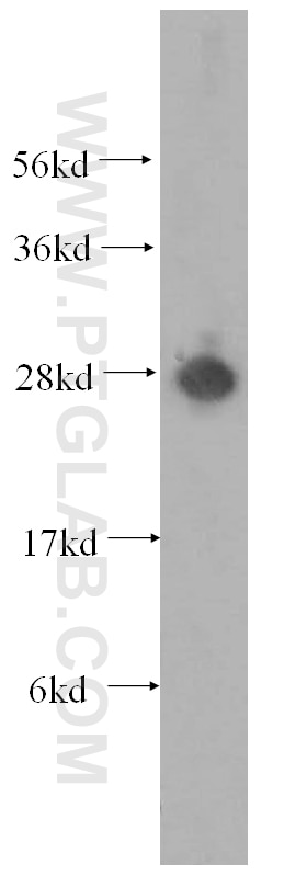 Western Blot (WB) analysis of mouse skeletal muscle tissue using ATP6V1D Polyclonal antibody (14920-1-AP)