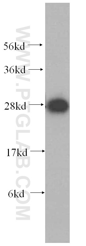 Western Blot (WB) analysis of mouse lung tissue using ATP6V1D Polyclonal antibody (14920-1-AP)