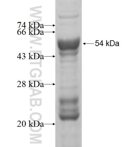 ATP6V1D fusion protein Ag6737 SDS-PAGE