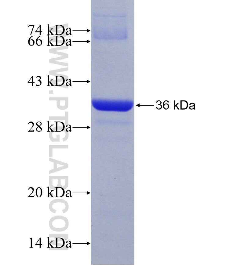 ATP6V1D fusion protein Ag6742 SDS-PAGE