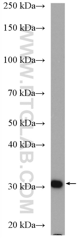 Western Blot (WB) analysis of HeLa cells using ATP6V1E1 Polyclonal antibody (15280-1-AP)