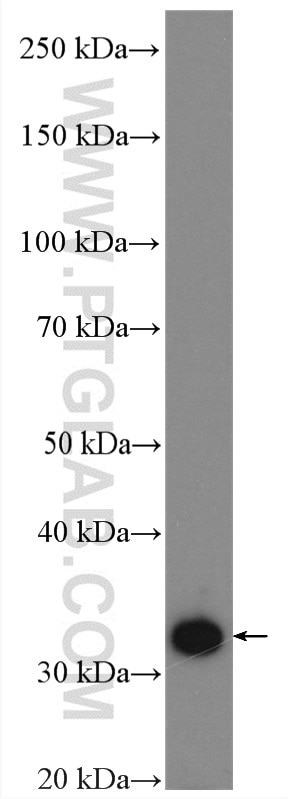 WB analysis of HEK-293 using 15280-1-AP